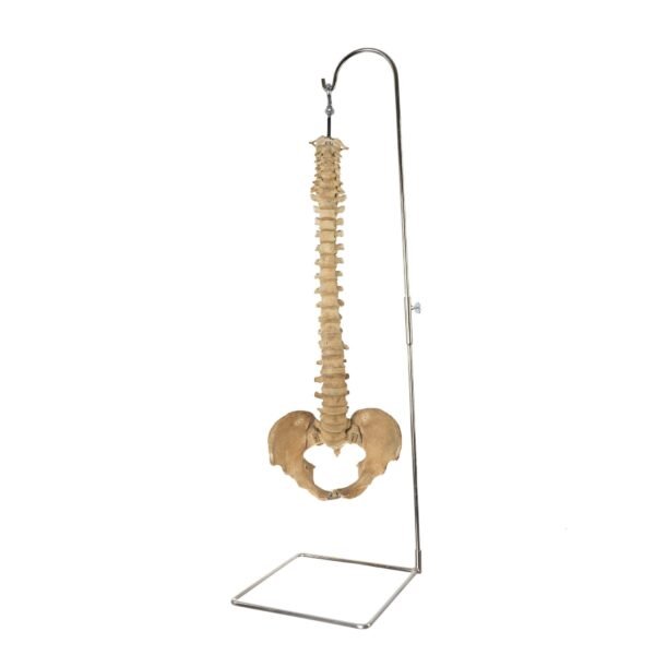 Spine and Pelvis on Stand

25635