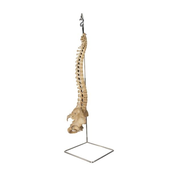 Spine and Pelvis on Stand

25635 - Image 2