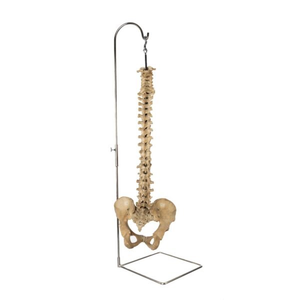 Spine and Pelvis on Stand

25635 - Image 3