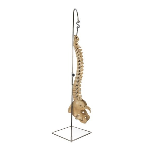 Spine and Pelvis on Stand

25635 - Image 4