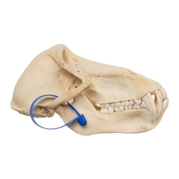 Chacma Baboon Skull - Male

11265-B - Image 3