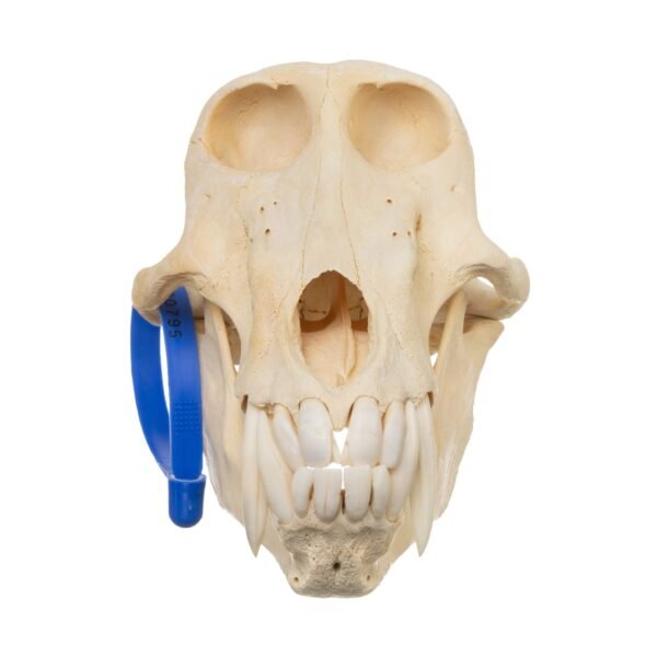 Chacma Baboon Skull - Male

11265-B