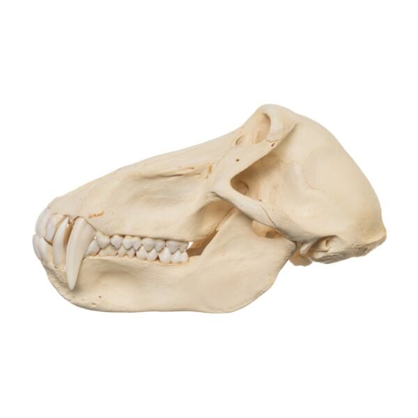 Chacma Baboon Skull - Male

11265-B - Image 2