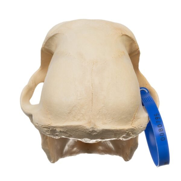 Chacma Baboon Skull - Male

11265-B - Image 4