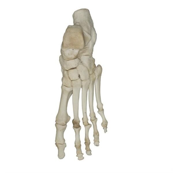 foot 05-A
