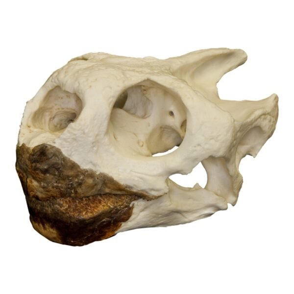 Replica Galápagos Tortoise Skull

317