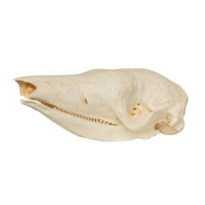 Replica Giant Armadillo Skull

399
