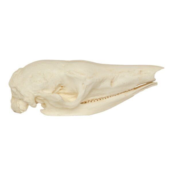 Replica Giant Armadillo Skull

399 - Image 2