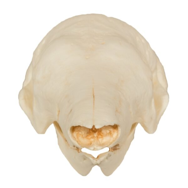 Replica Giant Armadillo Skull

399 - Image 4