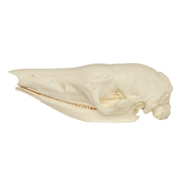 Replica Giant Armadillo Skull

399 - Image 3