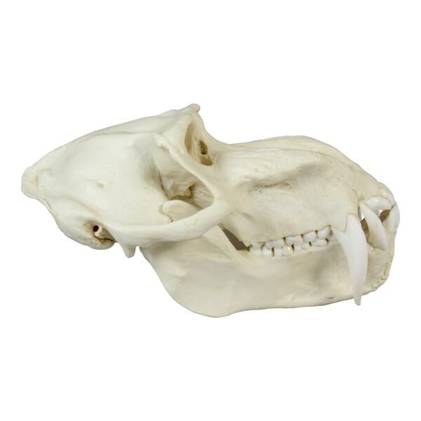 Replica Mandrill Baboon Skull

010 - Image 4