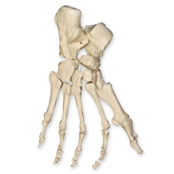 foot 05-A - Image 3