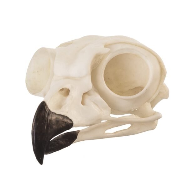 Replica Great Horned Owl Skull
BC-072