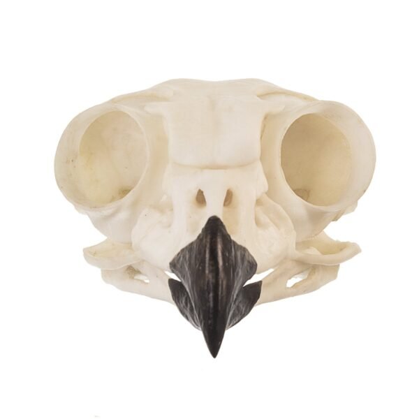 Replica Great Horned Owl Skull
BC-072 - Image 4