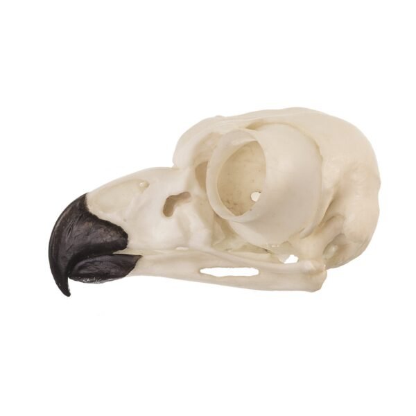 Replica Great Horned Owl Skull
BC-072 - Image 3