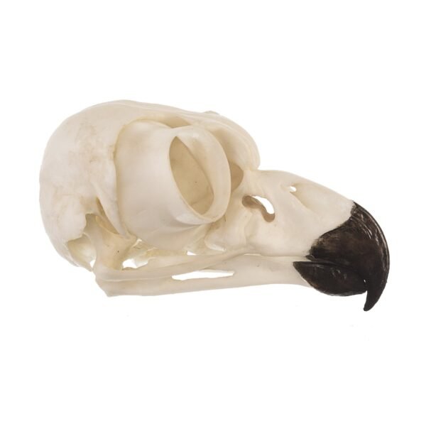 Replica Great Horned Owl Skull
BC-072 - Image 2