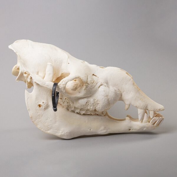 Real Camel Skeleton - Pathology

15858 - Image 4