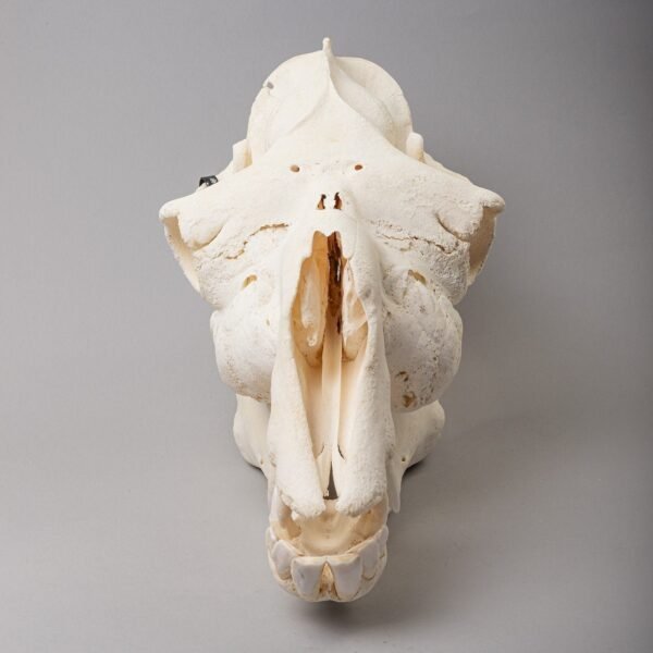 Real Camel Skeleton - Pathology

15858 - Image 2