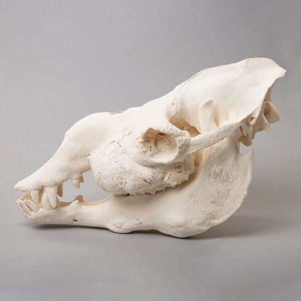 Real Camel Skeleton - Pathology

15858 - Image 3