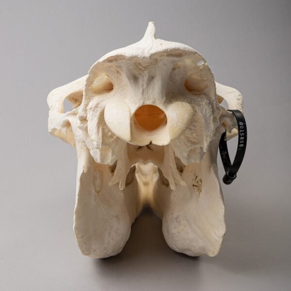 Real Camel Skeleton - Pathology

15858 - Image 5