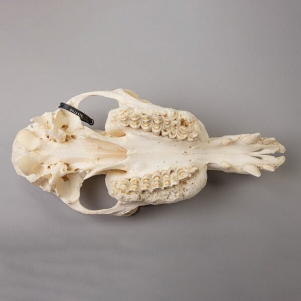 Real Camel Skeleton - Pathology

15858 - Image 6