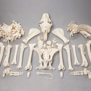 Real Camel Skeleton - Pathology

15858