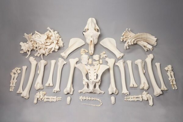 Real Camel Skeleton - Pathology

15858