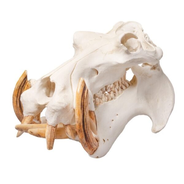 Replica Hippopotamus Skull
BC-037 - Image 6