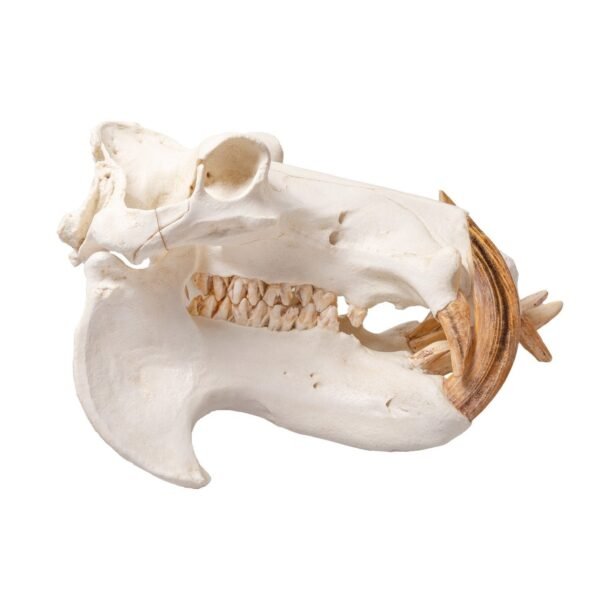 Replica Hippopotamus Skull
BC-037 - Image 2