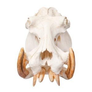 Replica Hippopotamus Skull
BC-037