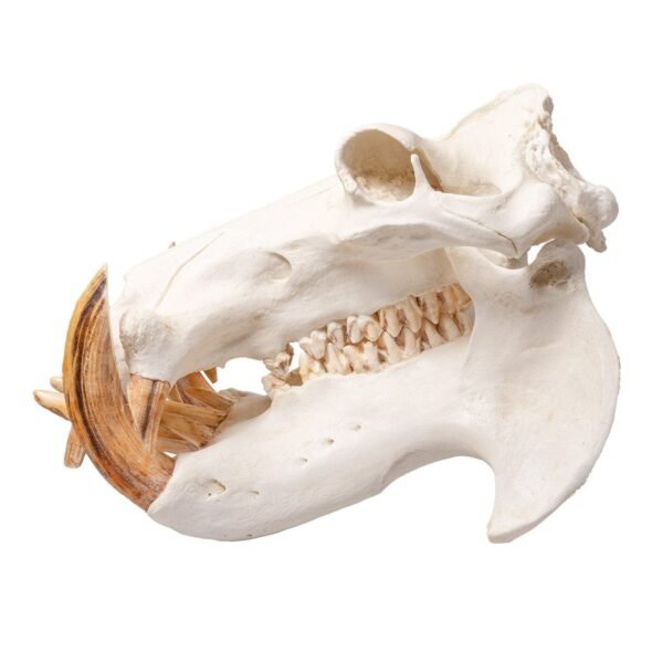 Replica Hippopotamus Skull
BC-037 - Image 3