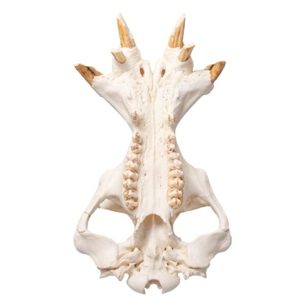 Replica Hippopotamus Skull
BC-037 - Image 5