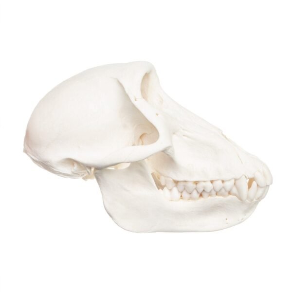 Chacma Baboon Skull - Female

9925-A - Image 2