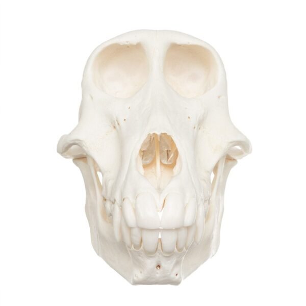 Chacma Baboon Skull - Female

9925-A - Image 4