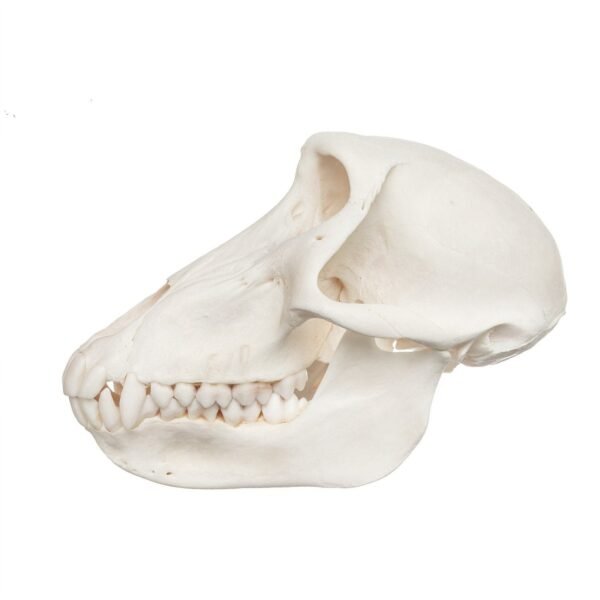 Chacma Baboon Skull - Female

9925-A - Image 3