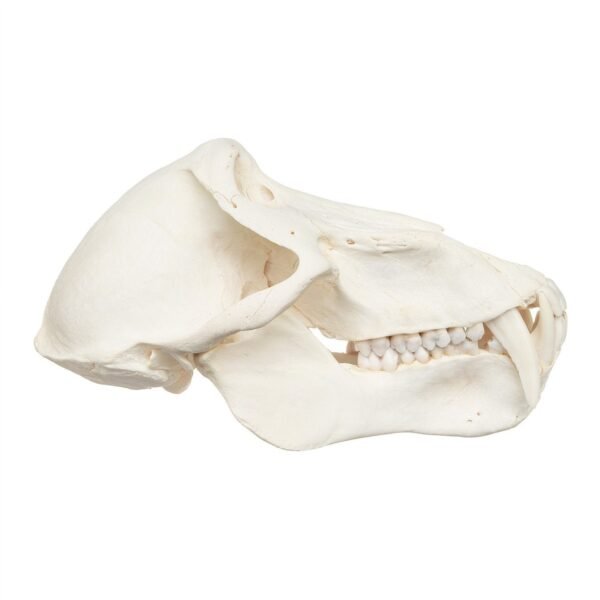Real Chacma Baboon Skull - Adolescent Male - Image 2