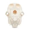 Real Chacma Baboon Skull - Adolescent Male - Image 3