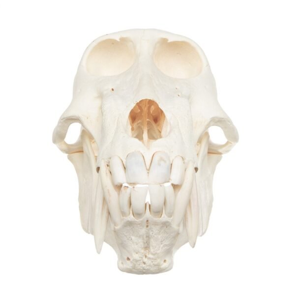 Real Chacma Baboon Skull - Adolescent Male - Image 3