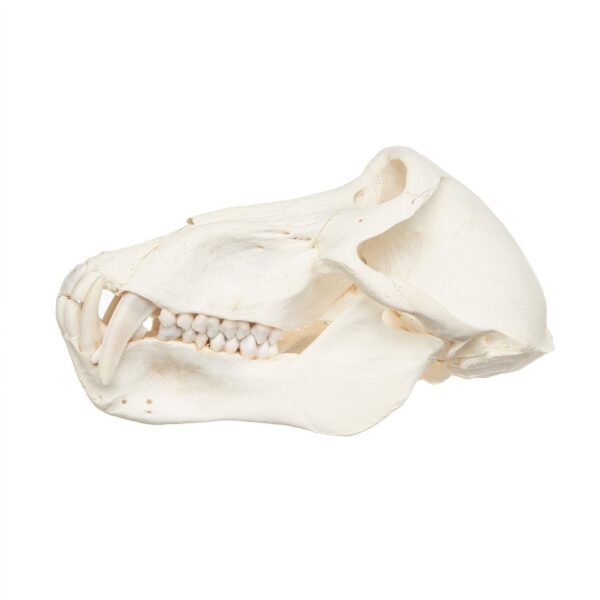Real Chacma Baboon Skull - Adolescent Male - Image 4