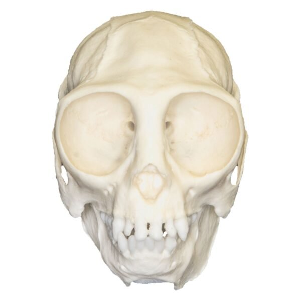 Replica Titi Monkey Skull

BC-319