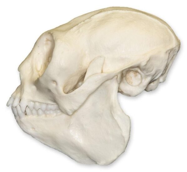 Replica Titi Monkey Skull

BC-319 - Image 3