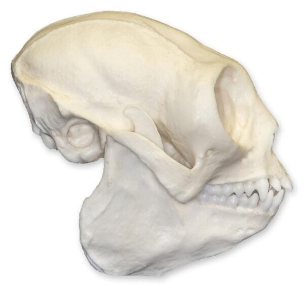 Replica Titi Monkey Skull

BC-319 - Image 4