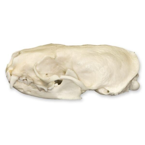 Real American Mink Skull 280 - Image 3
