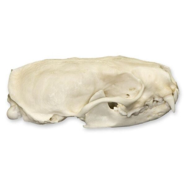 Real American Mink Skull 280 - Image 2