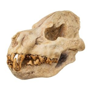 Replica Giant Hyena Fossil Skul223