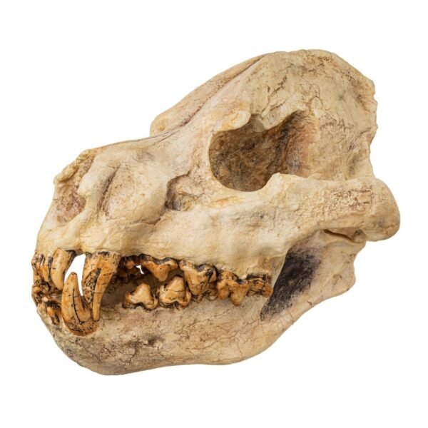 Replica Giant Hyena Fossil Skul223