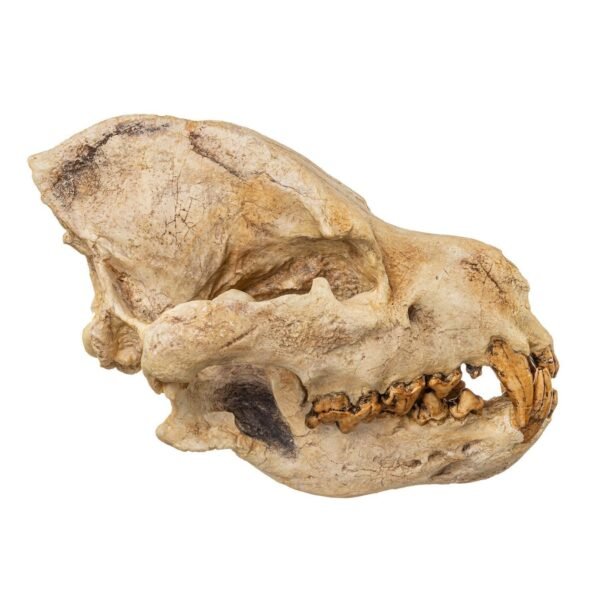 Replica Giant Hyena Fossil Skul223 - Image 2
