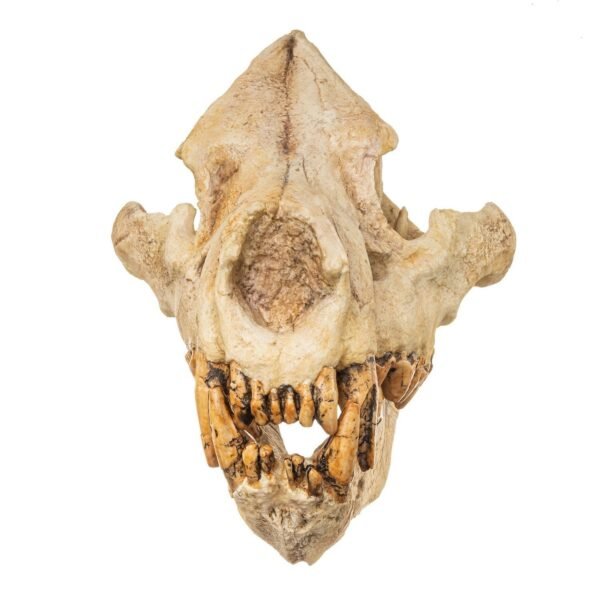 Replica Giant Hyena Fossil Skul223 - Image 4