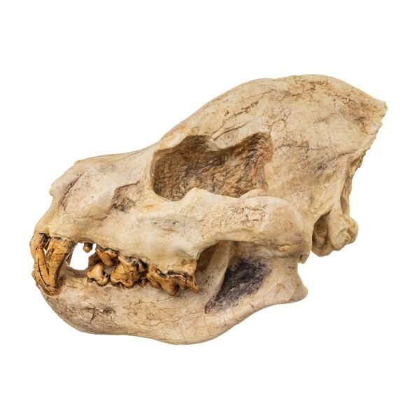 Replica Giant Hyena Fossil Skul223 - Image 3