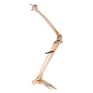 Right Leg - Articulated

25287